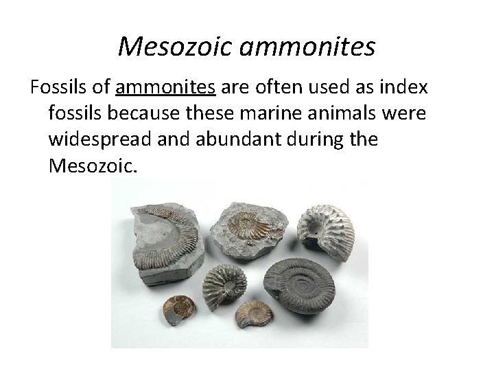 Mesozoic ammonites Fossils of ammonites are often used as index fossils because these marine