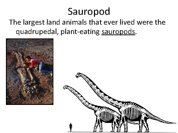 Sauropod The largest land animals that ever lived were the quadrupedal, plant-eating sauropods. 