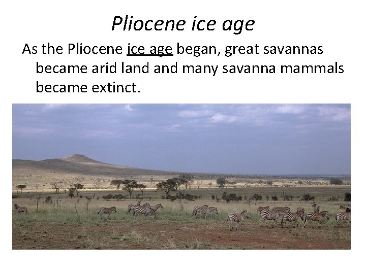 Pliocene ice age As the Pliocene ice age began, great savannas became arid land