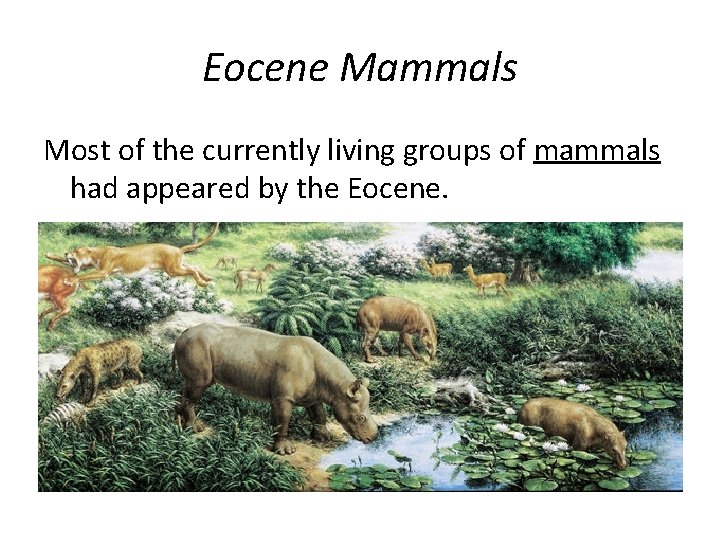 Eocene Mammals Most of the currently living groups of mammals had appeared by the