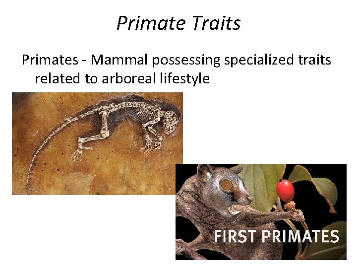 Primate Traits Primates - Mammal possessing specialized traits related to arboreal lifestyle 