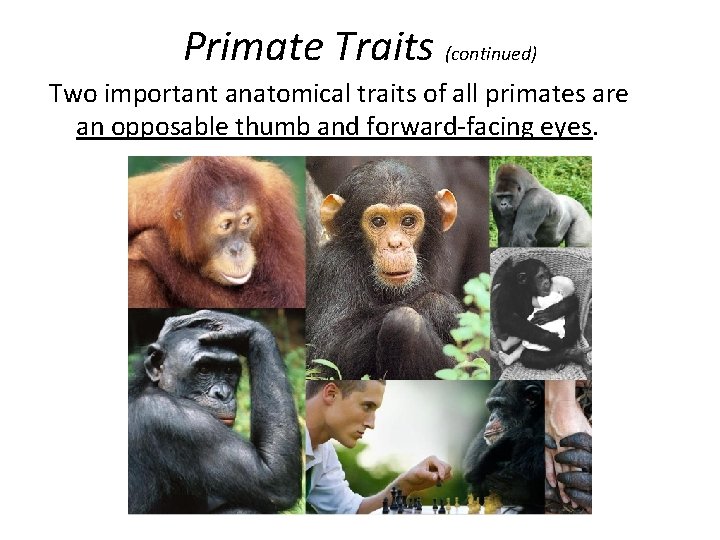 Primate Traits (continued) Two important anatomical traits of all primates are an opposable thumb