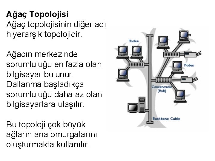 Ağaç Topolojisi Ağaç topolojisinin diğer adı hiyerarşik topolojidir. Ağacın merkezinde sorumluluğu en fazla olan