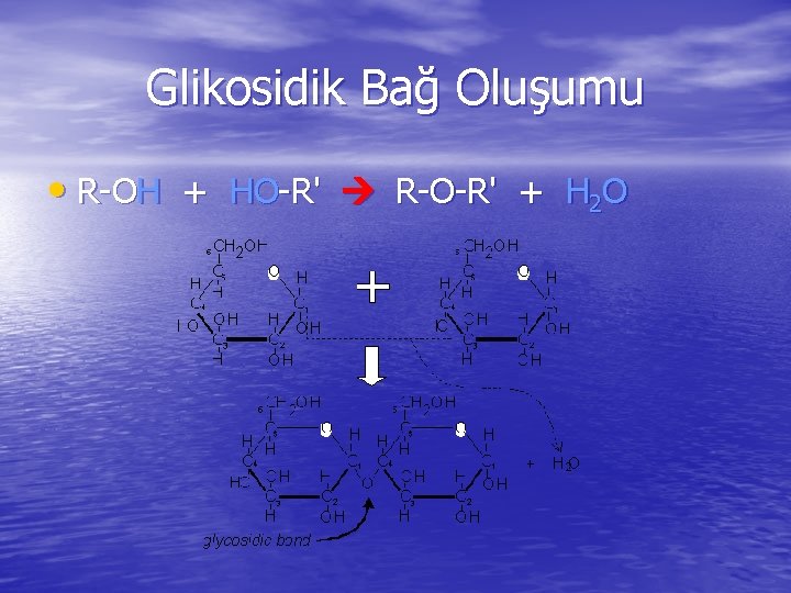 Glikosidik Bağ Oluşumu • R-OH + HO-R' R-O-R' + H 2 O 