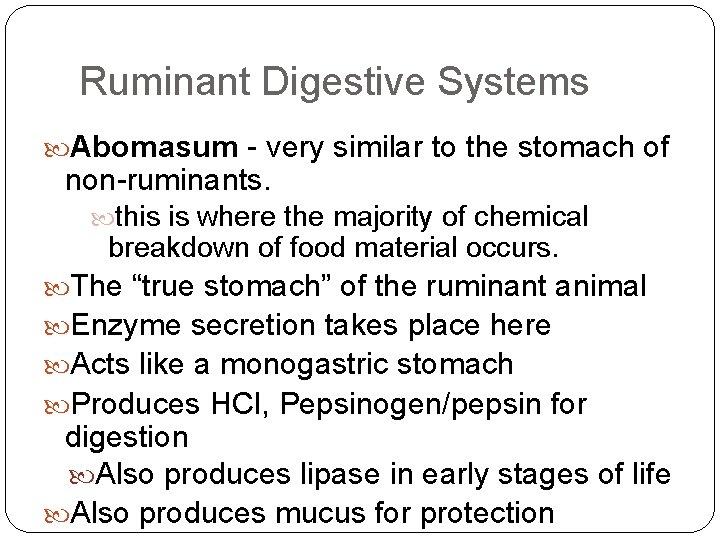 Ruminant Digestive Systems Abomasum - very similar to the stomach of non-ruminants. this is