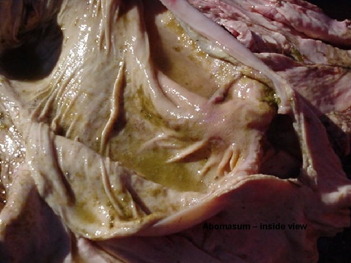 Abomasum – inside view 