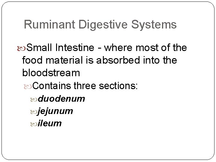 Ruminant Digestive Systems Small Intestine - where most of the food material is absorbed