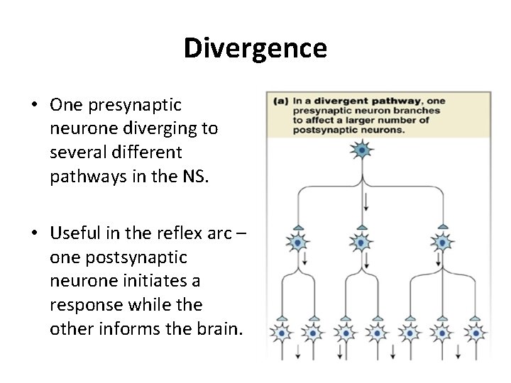 Divergence • One presynaptic neurone diverging to several different pathways in the NS. •