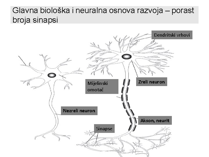 Glavna biološka i neuralna osnova razvoja – porast broja sinapsi Dendritski vrhovi Mijelinski omotač