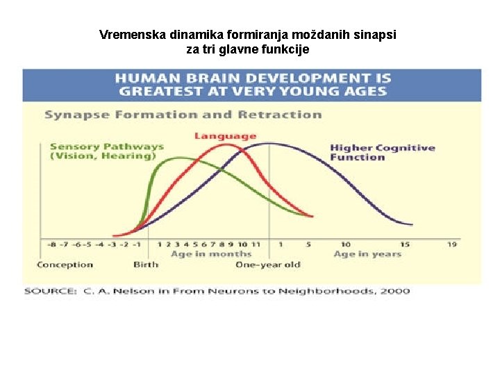 Vremenska dinamika formiranja moždanih sinapsi za tri glavne funkcije 