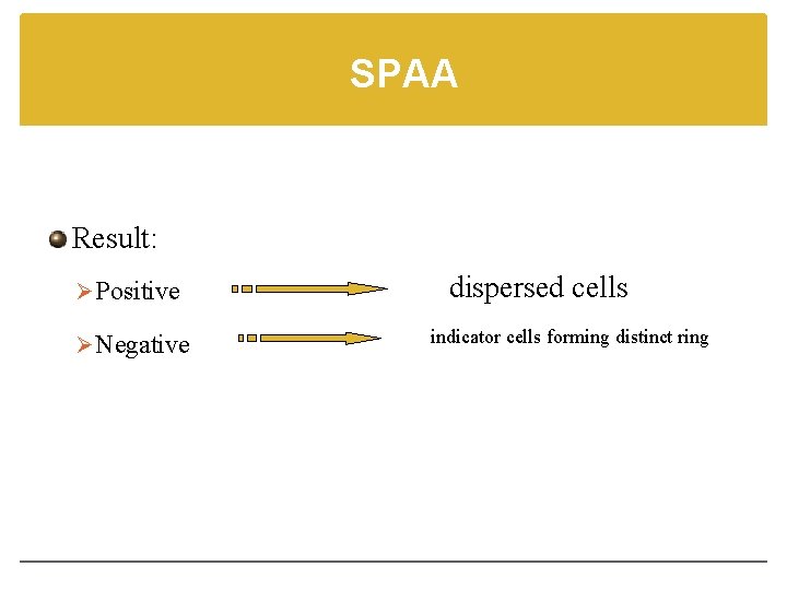 SPAA Result: Ø Positive Ø Negative dispersed cells indicator cells forming distinct ring 