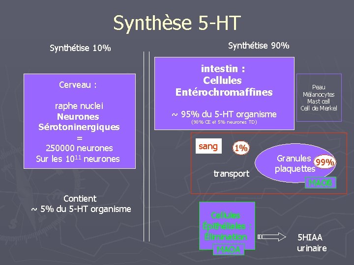 Synthèse 5 -HT Synthétise 90% Synthétise 10% Cerveau : raphe nuclei Neurones Sérotoninergiques =