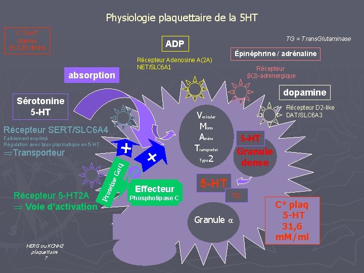 Physiologie plaquettaire de la 5 HT C° 5 -HT plasma 15 -120 n. M/ml