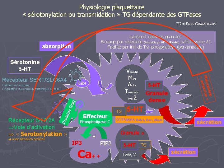 Physiologie plaquettaire « sérotonylation ou transmidation » TG dépendante des GTPases TG = Trans.