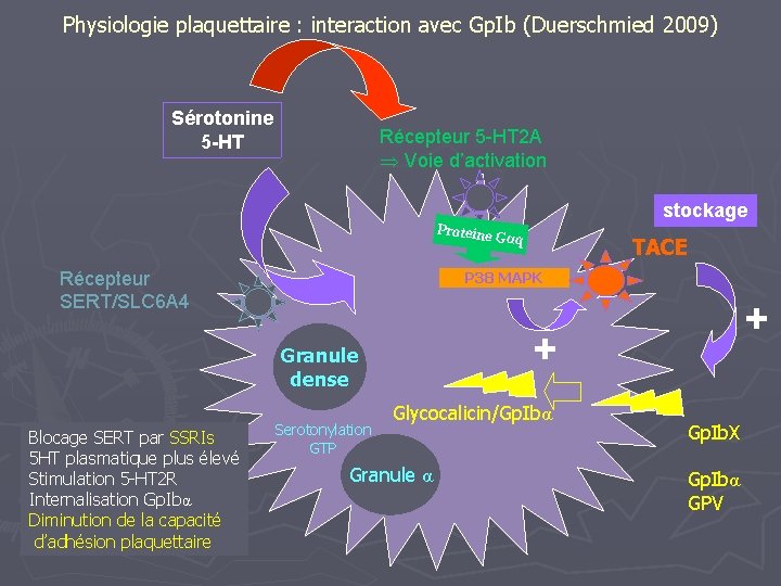 Physiologie plaquettaire : interaction avec Gp. Ib (Duerschmied 2009) Sérotonine 5 -HT Récepteur 5
