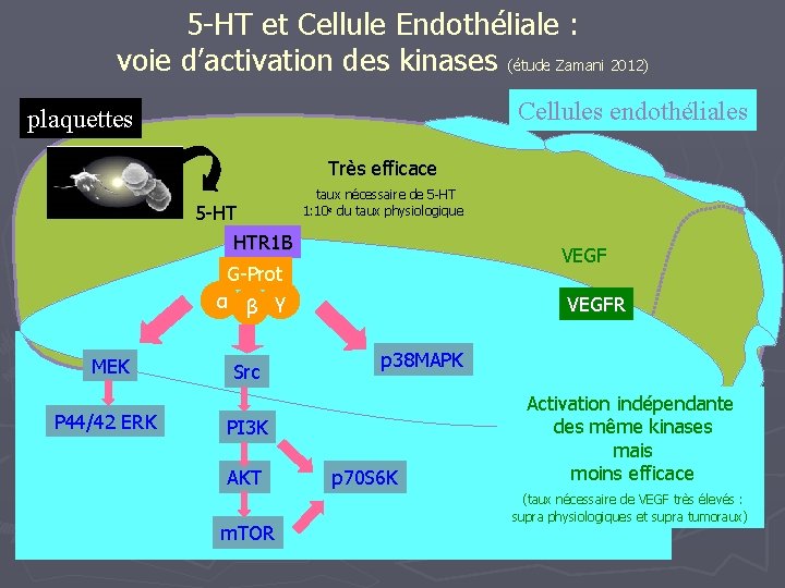 5 -HT et Cellule Endothéliale : voie d’activation des kinases (étude Zamani 2012) Cellules