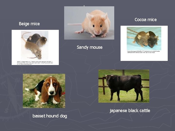 sandy mouse Cocoa mice Beige mice Sandy mouse japanese black cattle basset hound dog