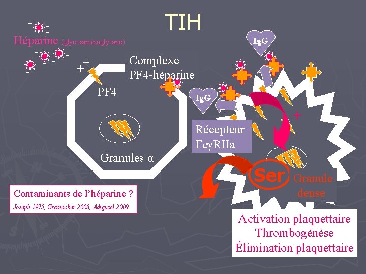 TIH - Héparine (glycosaminoglycane) Complexe + + PF 4 -héparine PF 4 Ig. G