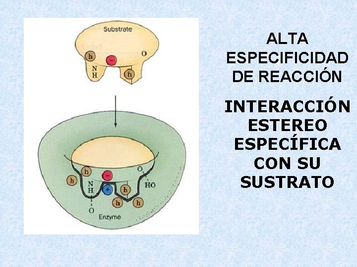 ALTA ESPECIFICIDAD DE REACCIÓN INTERACCIÓN ESTEREO ESPECÍFICA CON SU SUSTRATO 