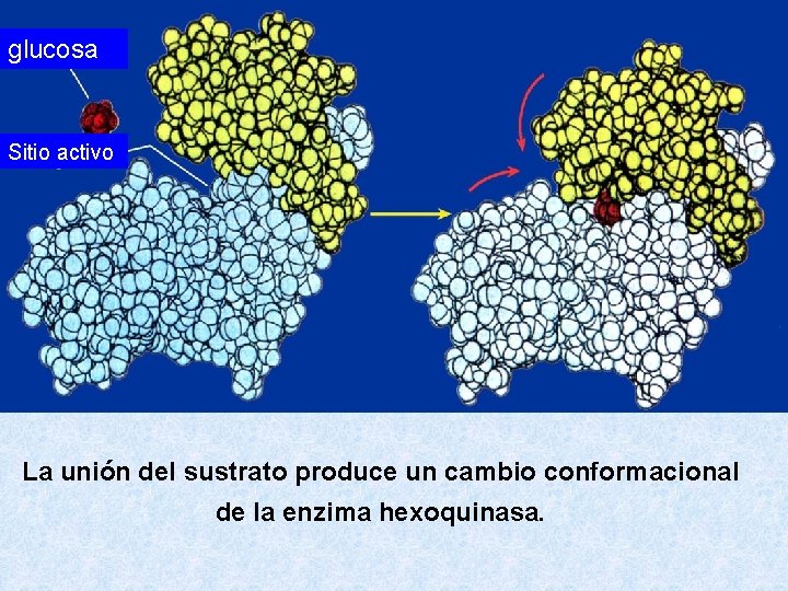 glucosa Sitio activo La unión del sustrato produce un cambio conformacional de la enzima