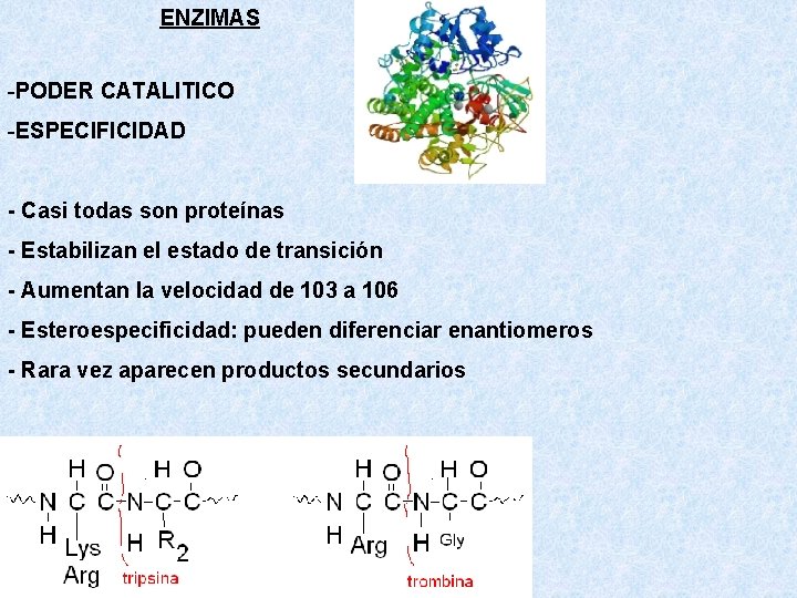 ENZIMAS -PODER CATALITICO -ESPECIFICIDAD - Casi todas son proteínas - Estabilizan el estado de