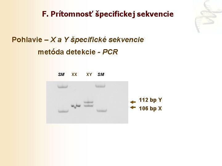 F. Prítomnosť špecifickej sekvencie Pohlavie – X a Y špecifické sekvencie metóda detekcie -