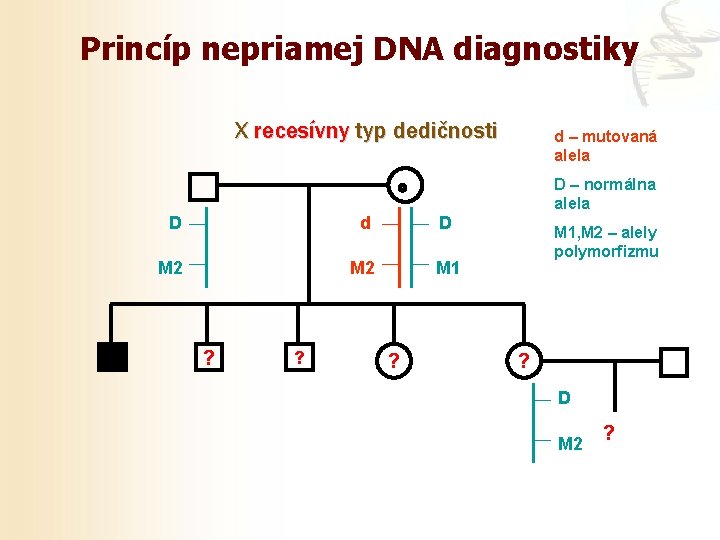 Princíp nepriamej DNA diagnostiky X recesívny typ dedičnosti d – mutovaná alela D –