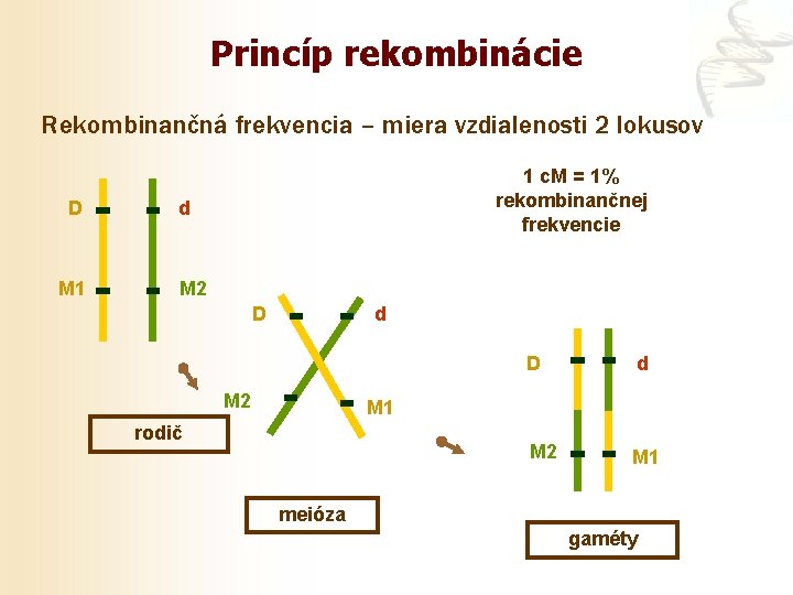 Princíp rekombinácie Rekombinančná frekvencia – miera vzdialenosti 2 lokusov D M 1 1 c.