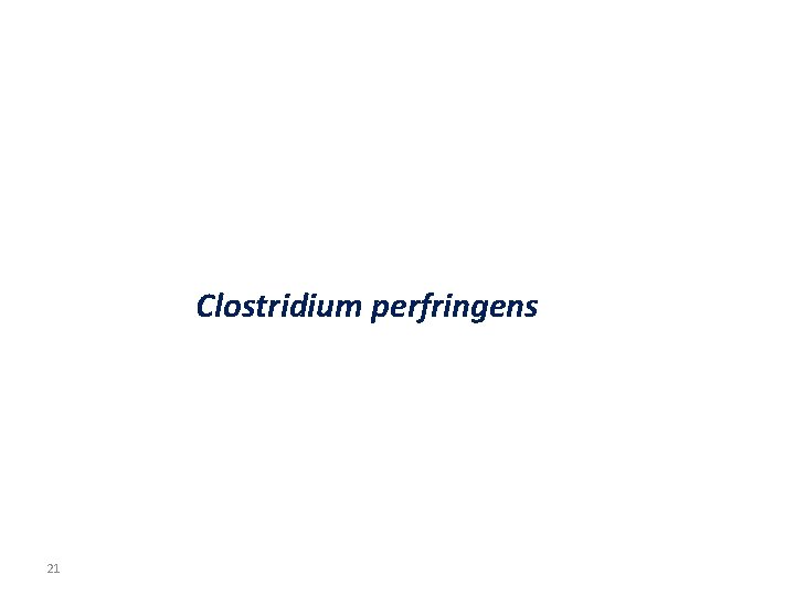 Clostridium perfringens 21 