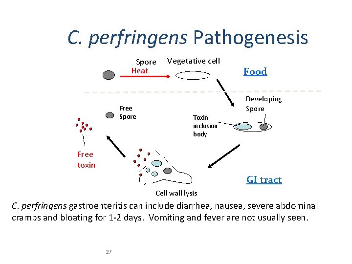 C. perfringens Pathogenesis Spore Heat Free Spore Vegetative cell Food Developing Spore Toxin inclusion