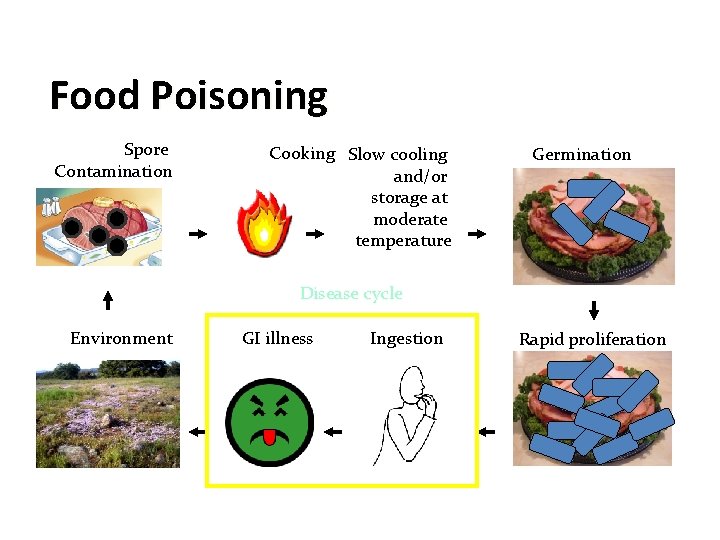 Food Poisoning Spore Contamination Cooking Slow cooling and/or storage at moderate temperature Germination Disease