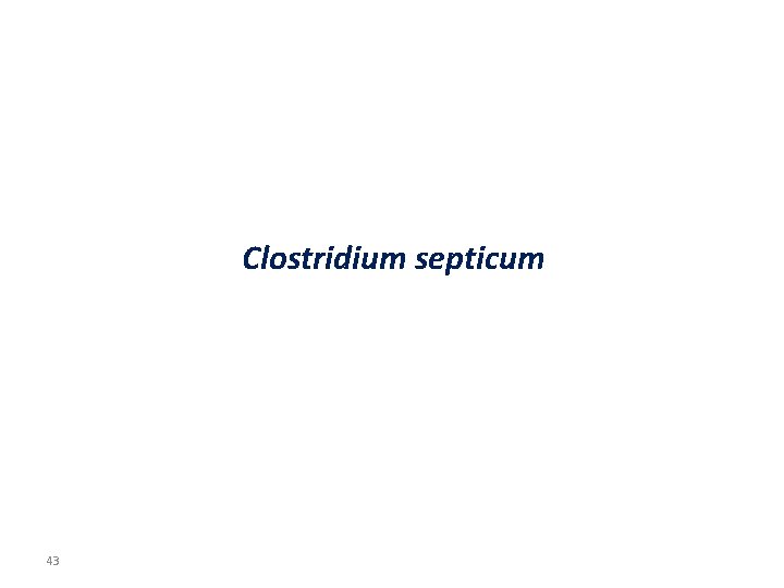 Clostridium septicum 43 