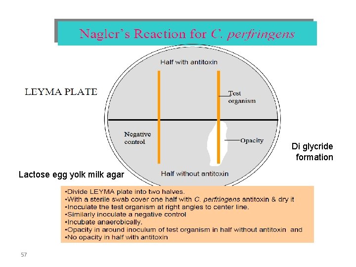 Di glycride formation Lactose egg yolk milk agar 57 