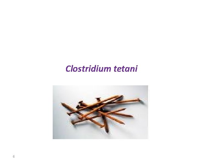 Clostridium tetani 6 