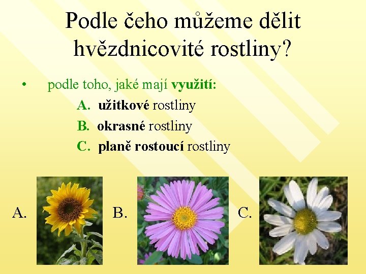 Podle čeho můžeme dělit hvězdnicovité rostliny? • A. podle toho, jaké mají využití: A.