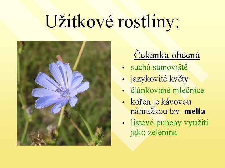 Užitkové rostliny: Čekanka obecná • • • suchá stanoviště jazykovité květy článkované mléčnice kořen