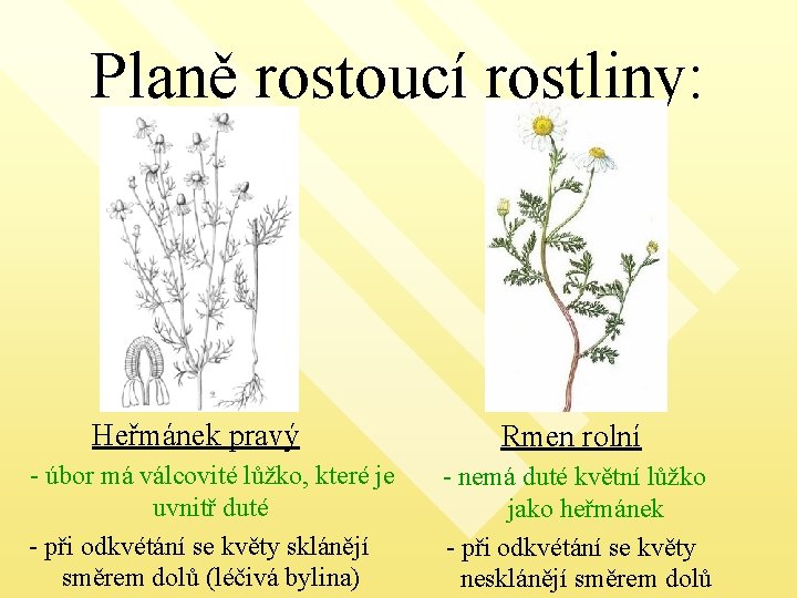 Planě rostoucí rostliny: Heřmánek pravý - úbor má válcovité lůžko, které je uvnitř duté