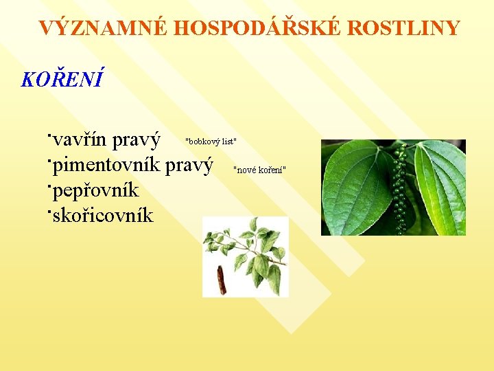 VÝZNAMNÉ HOSPODÁŘSKÉ ROSTLINY KOŘENÍ ·vavřín pravý "bobkový list" ·pimentovník pravý "nové koření" ·pepřovník ·skořicovník