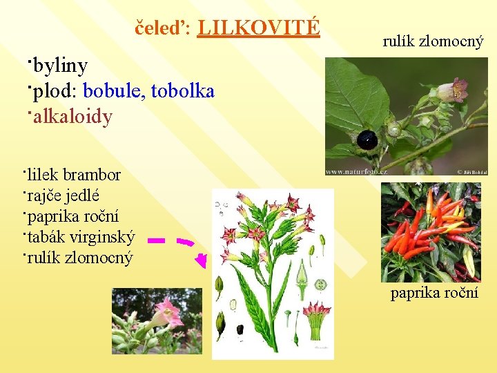 čeleď: LILKOVITÉ ·byliny ·plod: bobule, tobolka ·alkaloidy rulík zlomocný ·lilek brambor ·rajče jedlé ·paprika