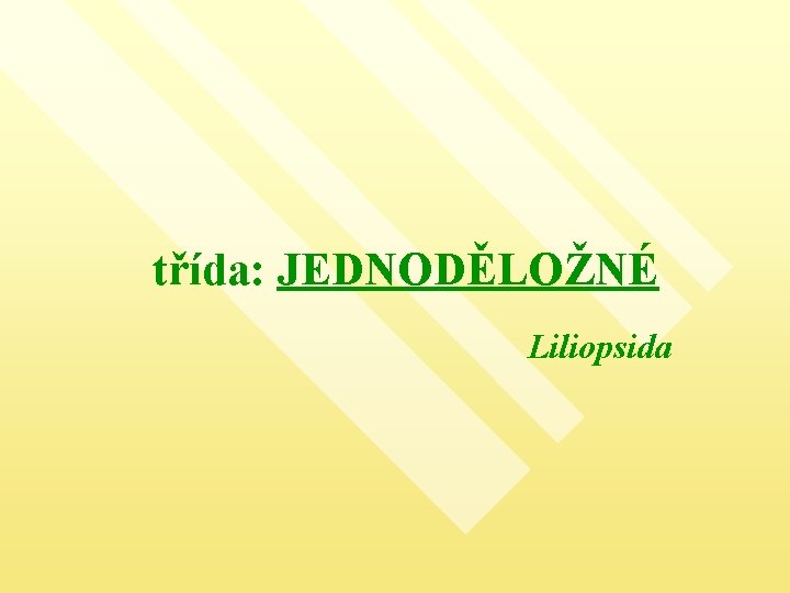 třída: JEDNODĚLOŽNÉ Liliopsida 