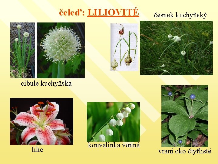 čeleď: LILIOVITÉ česnek kuchyňský cibule kuchyňská lilie konvalinka vonná vraní oko čtyřlisté 