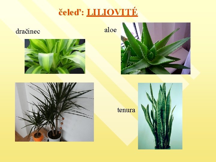 čeleď: LILIOVITÉ dračinec aloe tenura 