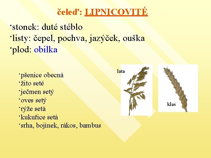 čeleď: LIPNICOVITÉ ·stonek: duté stéblo ·listy: čepel, pochva, jazýček, ouška ·plod: obilka ·pšenice obecná