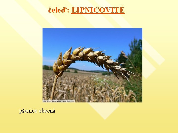 čeleď: LIPNICOVITÉ pšenice obecná 