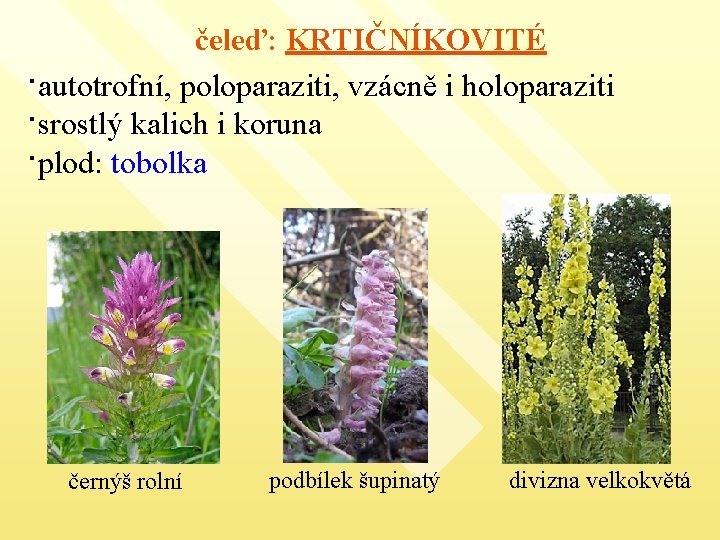 čeleď: KRTIČNÍKOVITÉ ·autotrofní, poloparaziti, vzácně i holoparaziti ·srostlý kalich i koruna ·plod: tobolka černýš