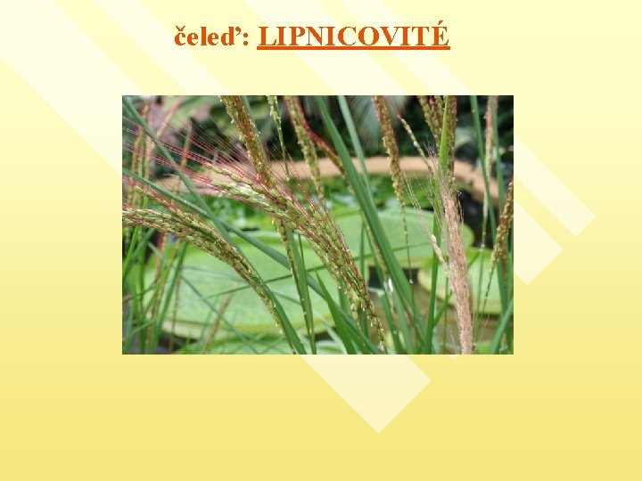 čeleď: LIPNICOVITÉ 