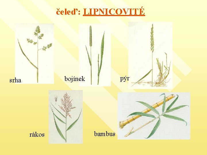 čeleď: LIPNICOVITÉ pýr bojínek srha rákos bambus 