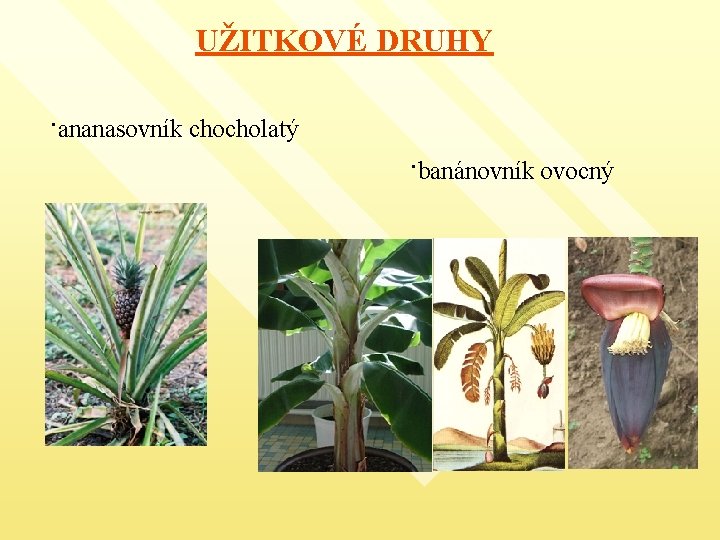 UŽITKOVÉ DRUHY ·ananasovník chocholatý ·banánovník ovocný 