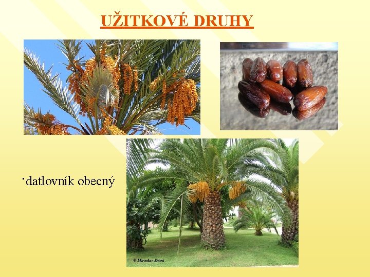 UŽITKOVÉ DRUHY ·datlovník obecný 