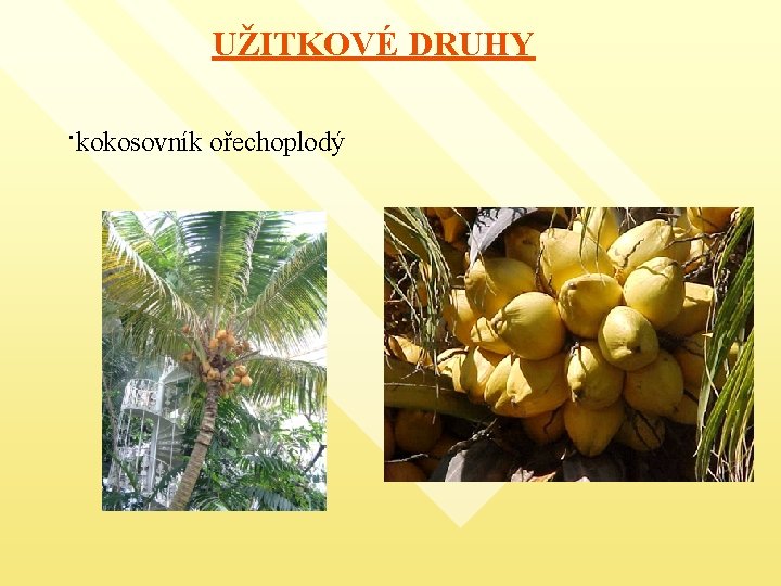 UŽITKOVÉ DRUHY ·kokosovník ořechoplodý 